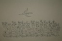Pelcan Flying over Palm Trees (Pen & Ink) 1940-50's